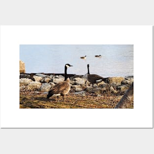 Two Canada Geese Gazing Towards The Water Posters and Art